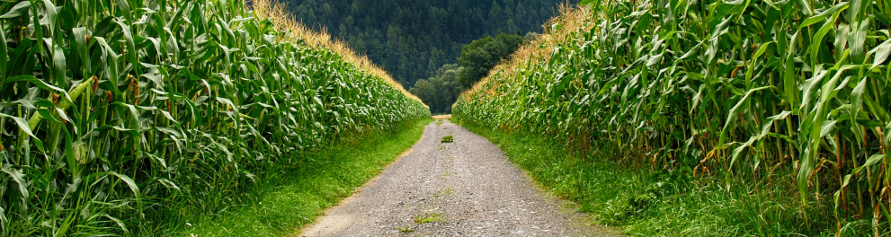 Zona rural