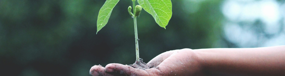Uma mão segura um pequeno broto de planta.
