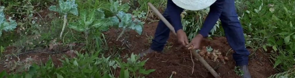 Imagem do episódio Cooperar é viver da série Natureza Forte