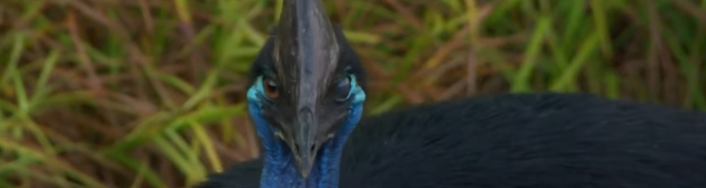 Imagem do episódio Casuar e Raposas-voadoras da série Vizinhos Selvagens - 2ª temporada