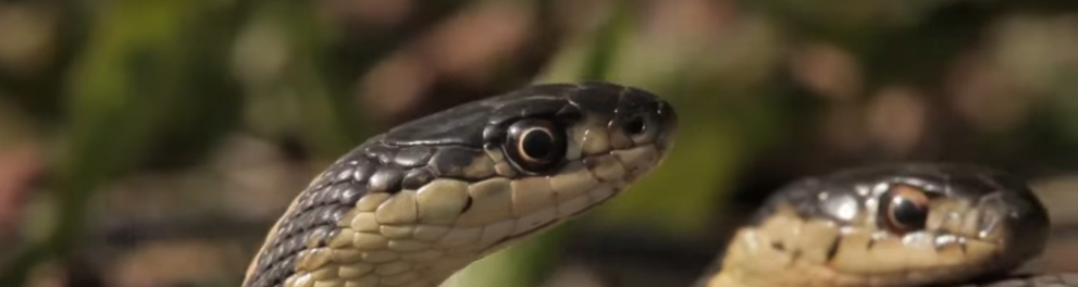 Imagem do episódio Cobras da série Vizinhos Selvagens - 2ª temporada