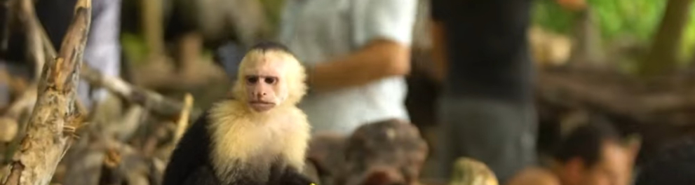 Imagem do episódio Guaxinins, Macacos e Quatis da Costa Rica da série Vizinhos Selvagens - 2ª temporada