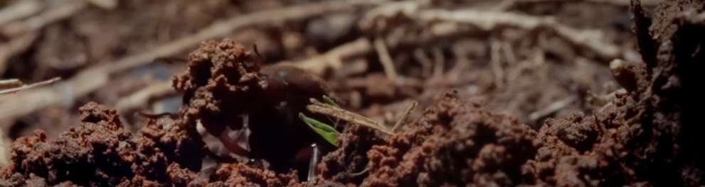 Imagem do episódio Formigas Cortadeiras da série Vizinhos Selvagens - 1ª temporada