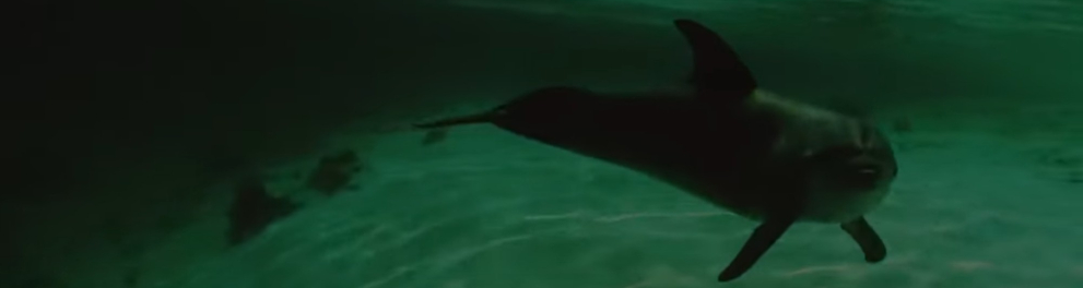 Imagem do episódio Golfinhos de Laguna da série Vizinhos Selvagens - 2ª temporada