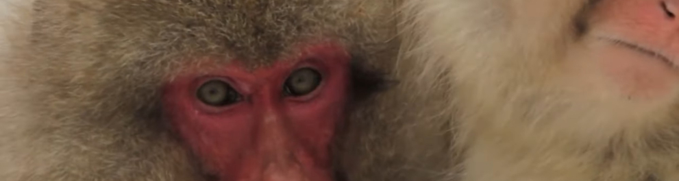 Imagem do episódio Macacos-da-neve e babuínos da série Vizinhos Selvagens - 2ª temporada