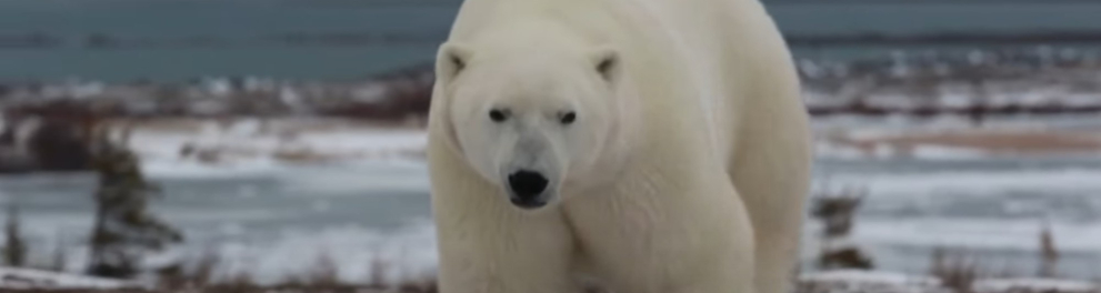 Imagem do episódio Urso-polar da série Vizinhos Selvagens - 2ª temporada