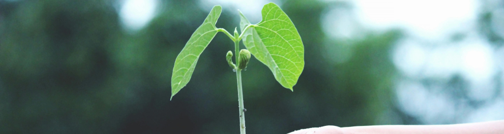imagem biodiversidade