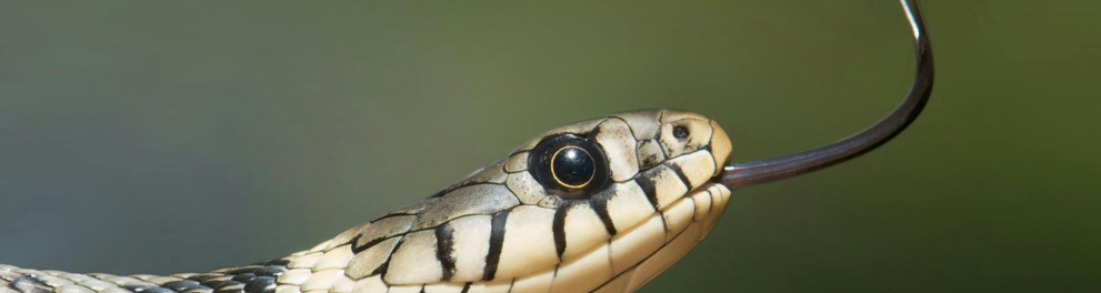 cobra