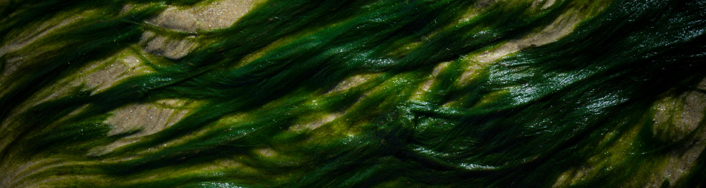alga