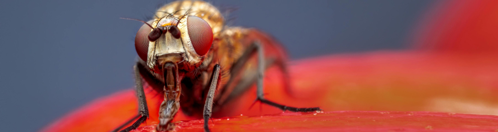Drosophila melanogaster, mosca de fruta