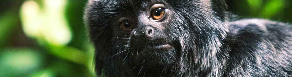 mico-leão-preto macaco