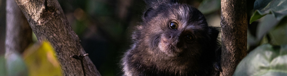 mico-leão-preto macaco