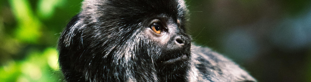 mico-leão-preto macaco