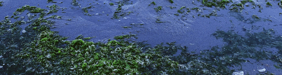 alga