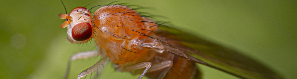 Drosophila melanogaster, mosca das frutas