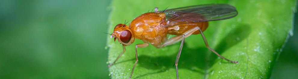 Drosophila melanogaster, mosca das frutas