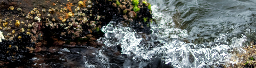 alga