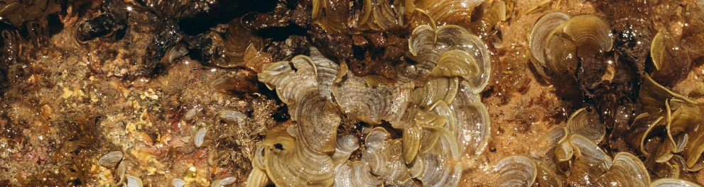 alga