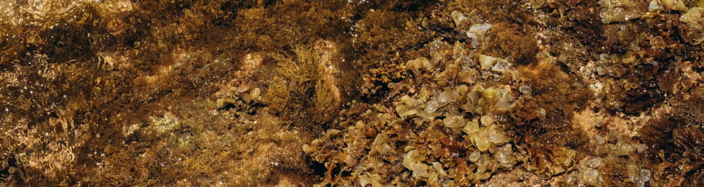 alga