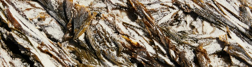 alga
