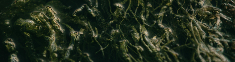 alga