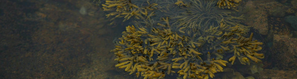 alga