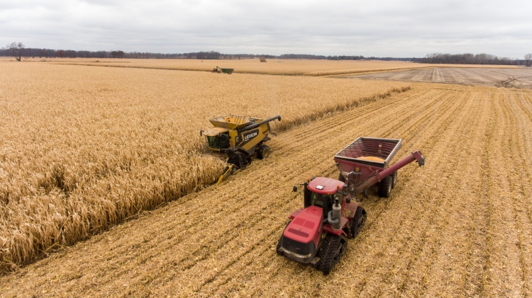 Imagem aérea de uma vasta produção de alguma vegetação, que parece ser trigo devido à cor de palha. Há dois transportes pesados cortando e recolhendo a vegetação