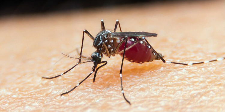 Um mosquito pousado na pele de uma pessoa branca. A imagem está em zoom no mosquito transmissor da malária