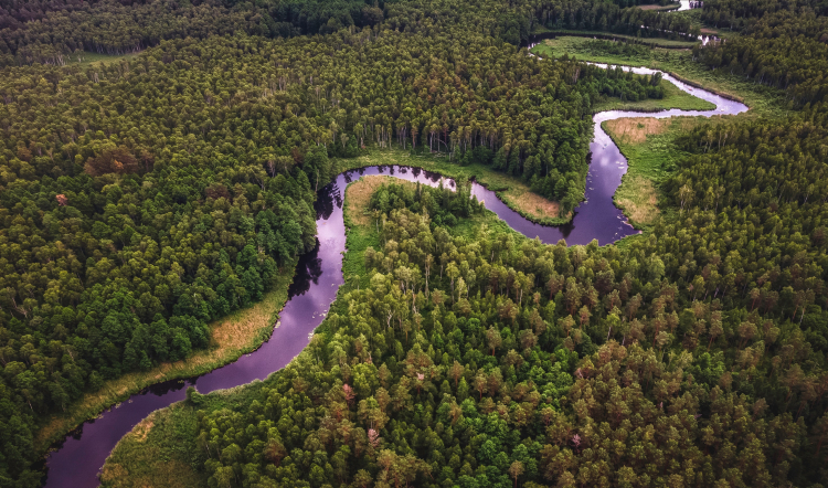 Imagem aérea mostrando um rio da Amazônia e sua imensa vegetação verde