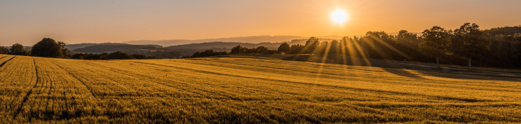 Imagem de um campo com vegetação bem ralinha e o sol nascendo lá ao fundo da imagem, no ceú