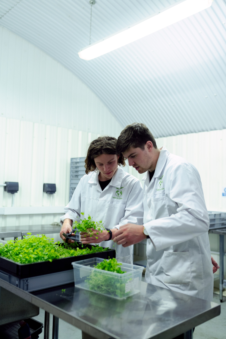 Dois cientistas estão analisando uma vegetação em laboratório