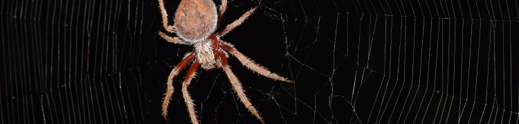 Uma aranha sobre sua teia e um fundo preto