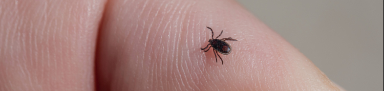 Imagem aproximada de um carrapato sobre o dedo indicador de uma pessoa branca