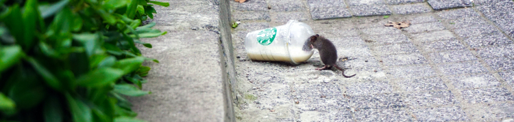Um ratinho acinzentado de rua está bebendo o resto de uma bebida no interior de um copo plástico no chão