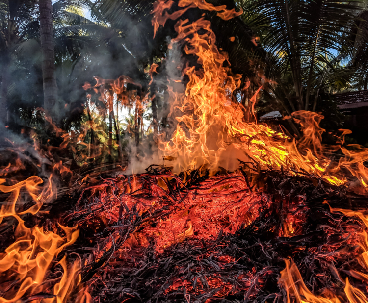 Um incêndio florestal