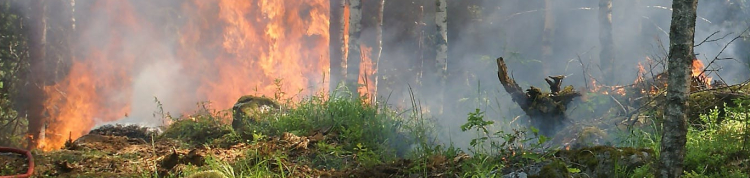 Imagem de um incêndio florestal
