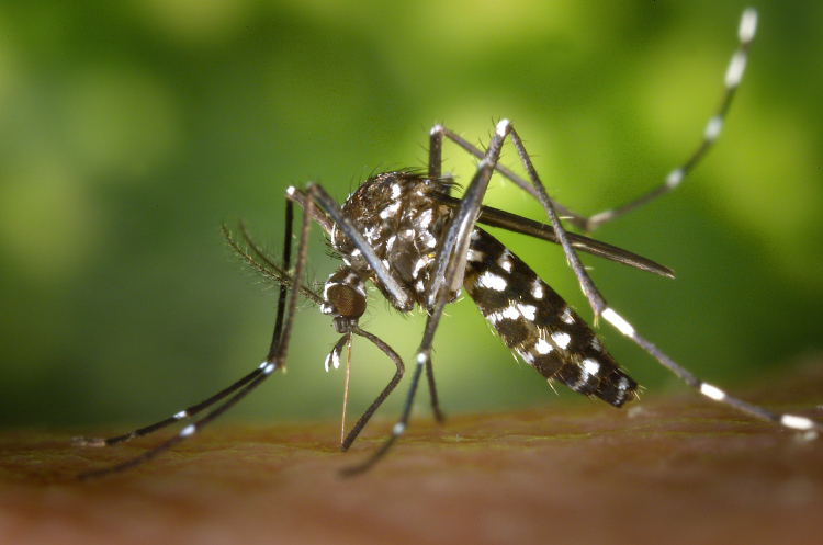 Foto aproximada em um mosquito que parece ser o Aedes Aegypti