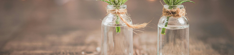 Dois recipientes de vidro contendo plantas em seus interiores estão lado a lado e em cima de uma mesa