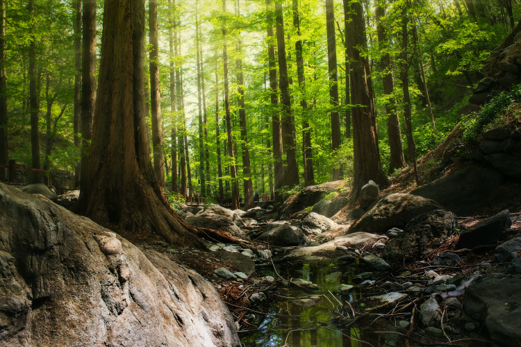 Imagem de uma floresta tropical, com árvores, bastante verde e terra