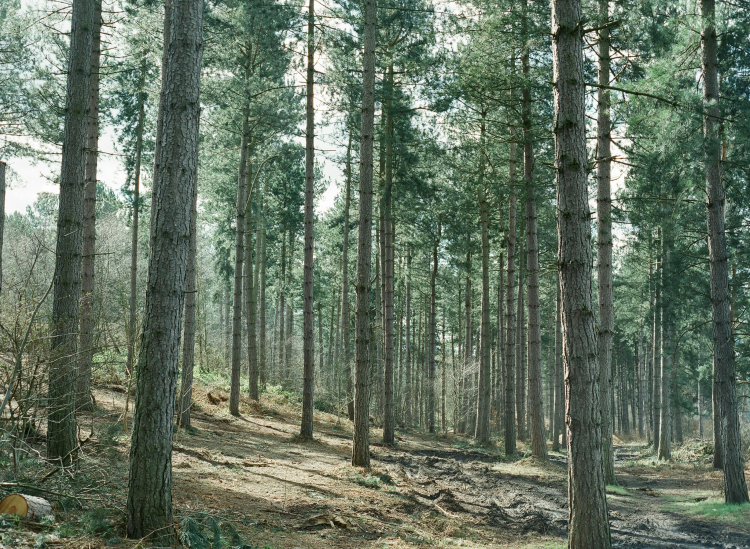 Árvores na floresta