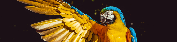 arara