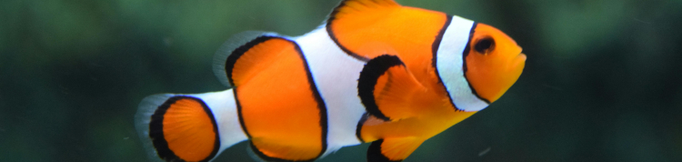 peixe palhaço