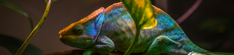 iguana