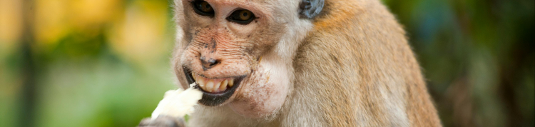 macaco