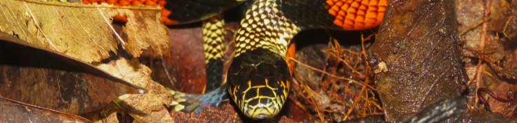 cobra coral
