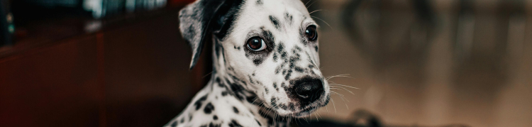 dalmata cachorro