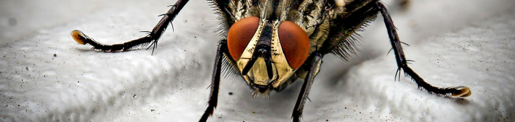 mosca