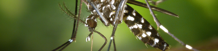 mosquito