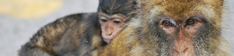 macaco filhote e mãe