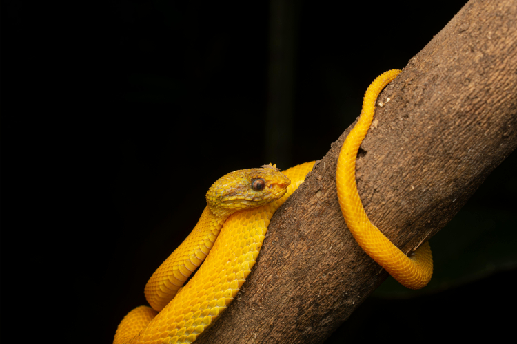 cobra